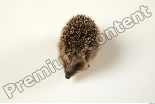 Hedgehog - Erinaceus europaeus  0018